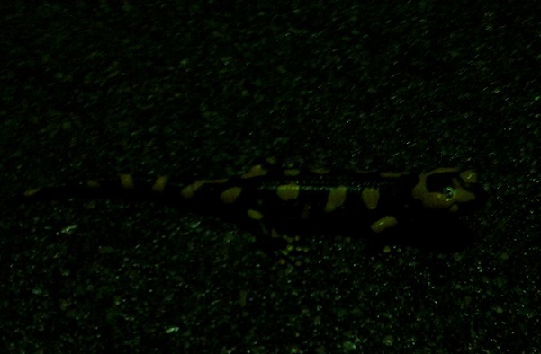 La salamandra ligure